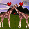 Giraffes Love